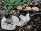 Májusi pereszke (Calocybe gambosa), Budai-hegység. Lomberdei, füves, bokros, aljnövényzetes termőhely